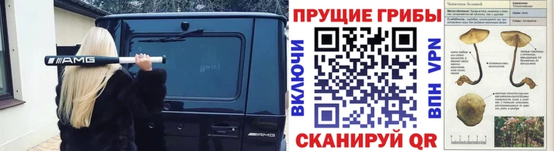 мориарти как зайти Нефтекумск Галлюциногенные грибы Psilocybe